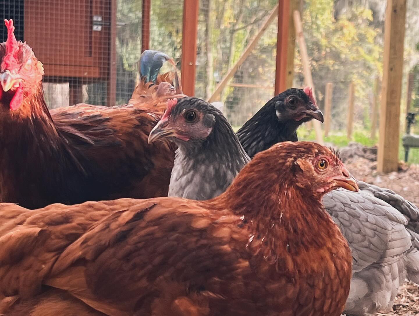 Happy chickens at the Willow Estates farm